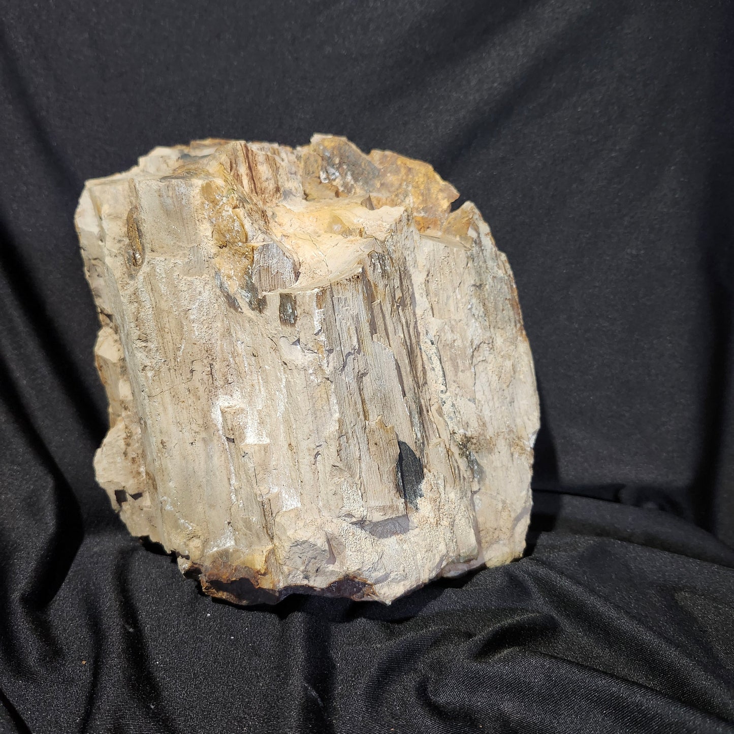 Petrified Wood Stone