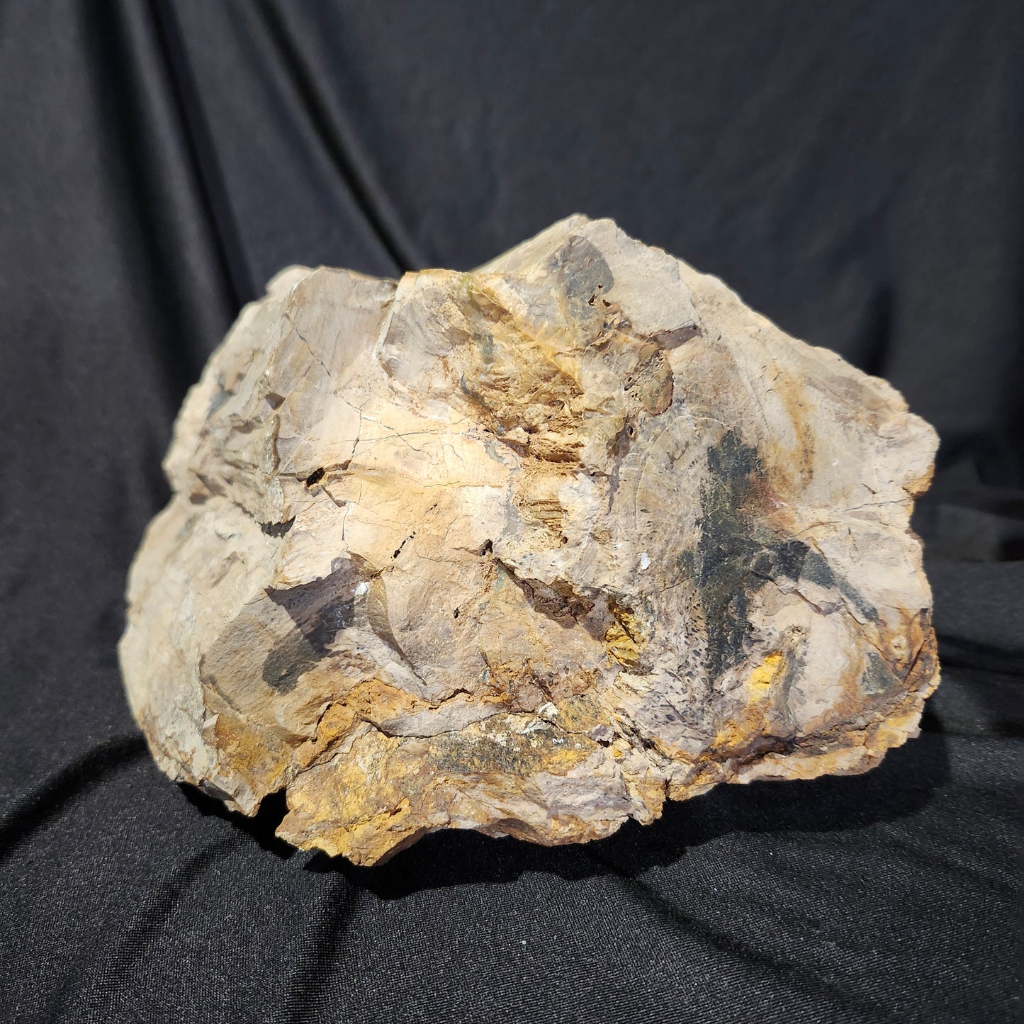 Petrified Wood Stone