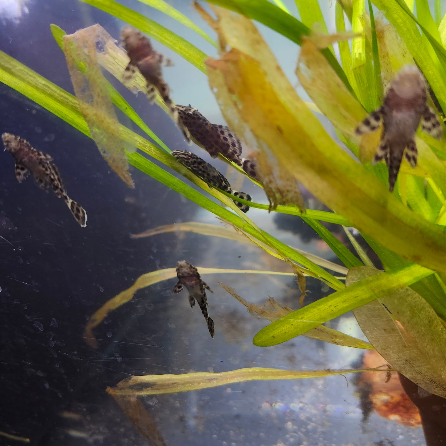 Ranger pleco