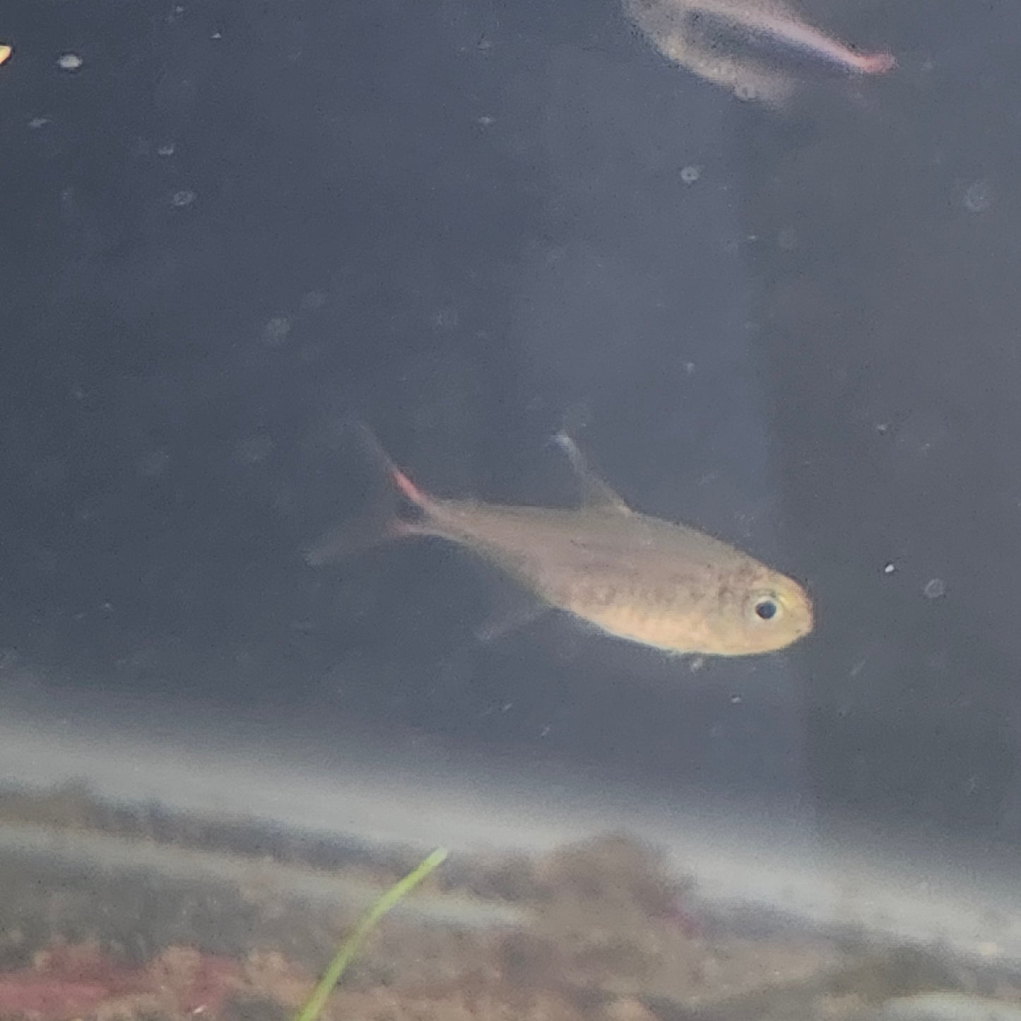 Hasemania sp. "Yurimaguas"
