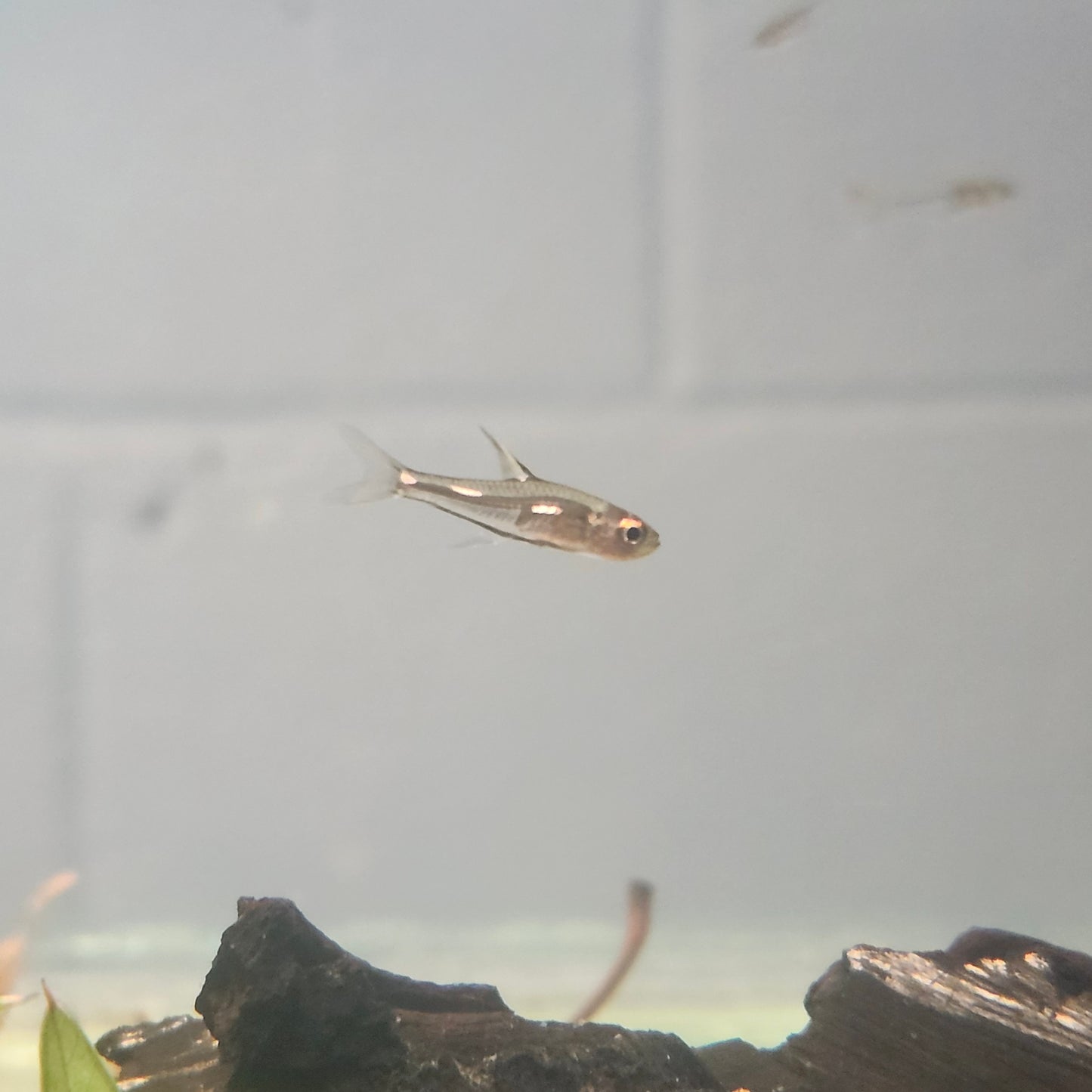 Morse Code Tetra