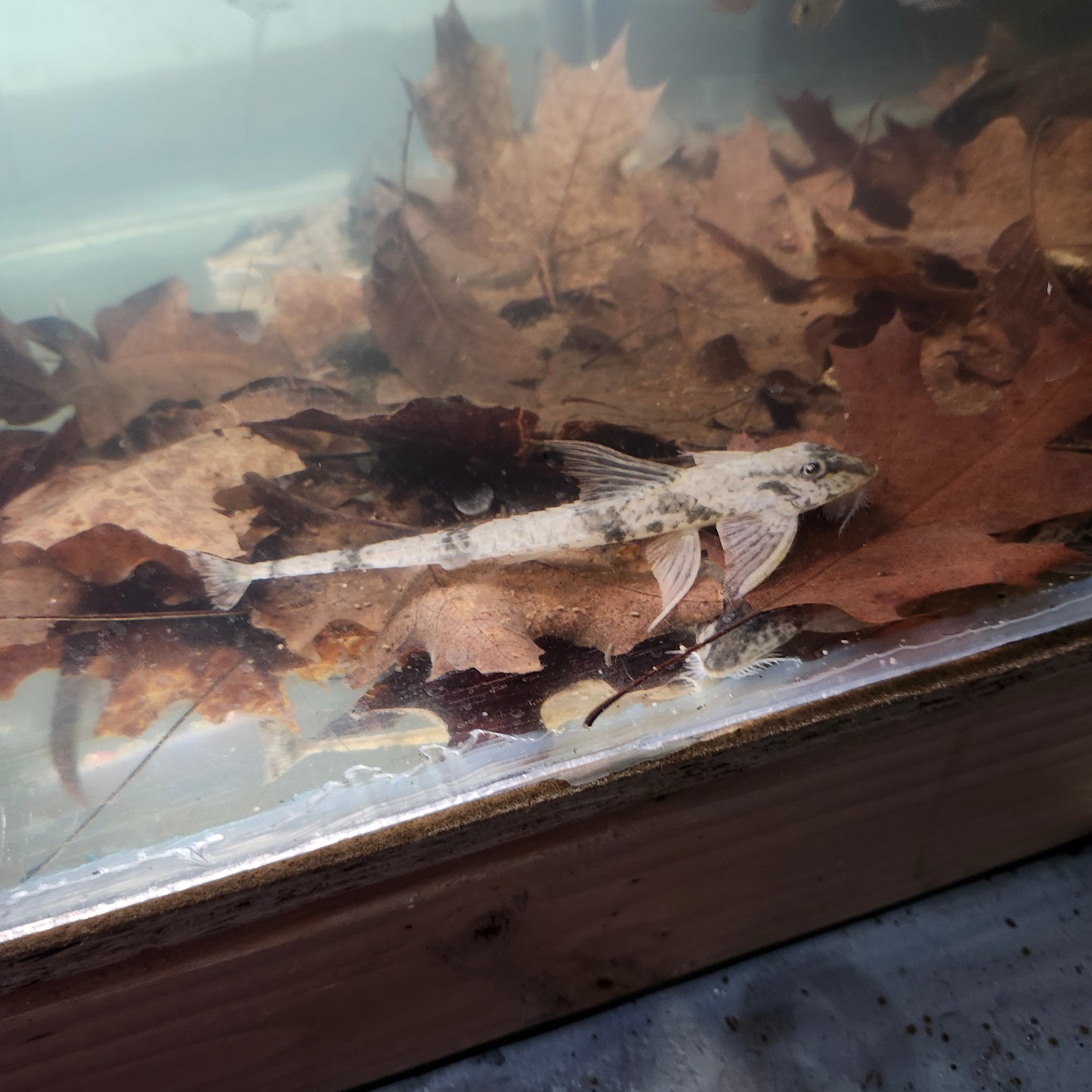 Marbled Royal Whiptail Catfish