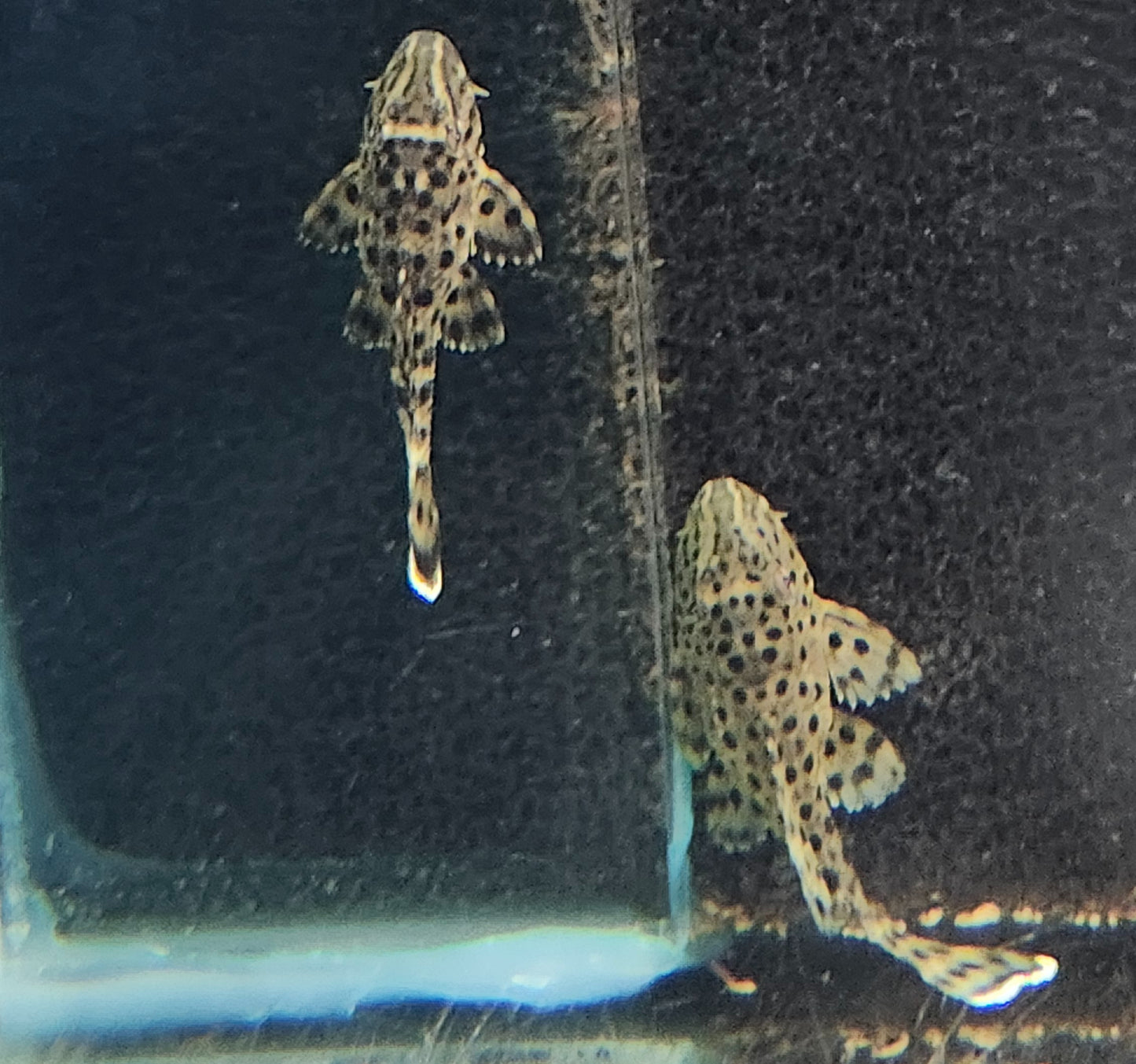 Ranger pleco