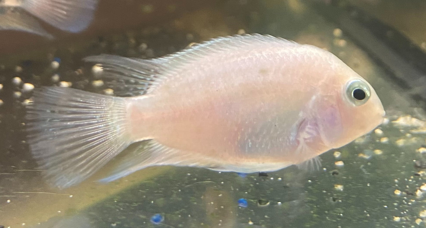 Platinum Parrot Cichlid