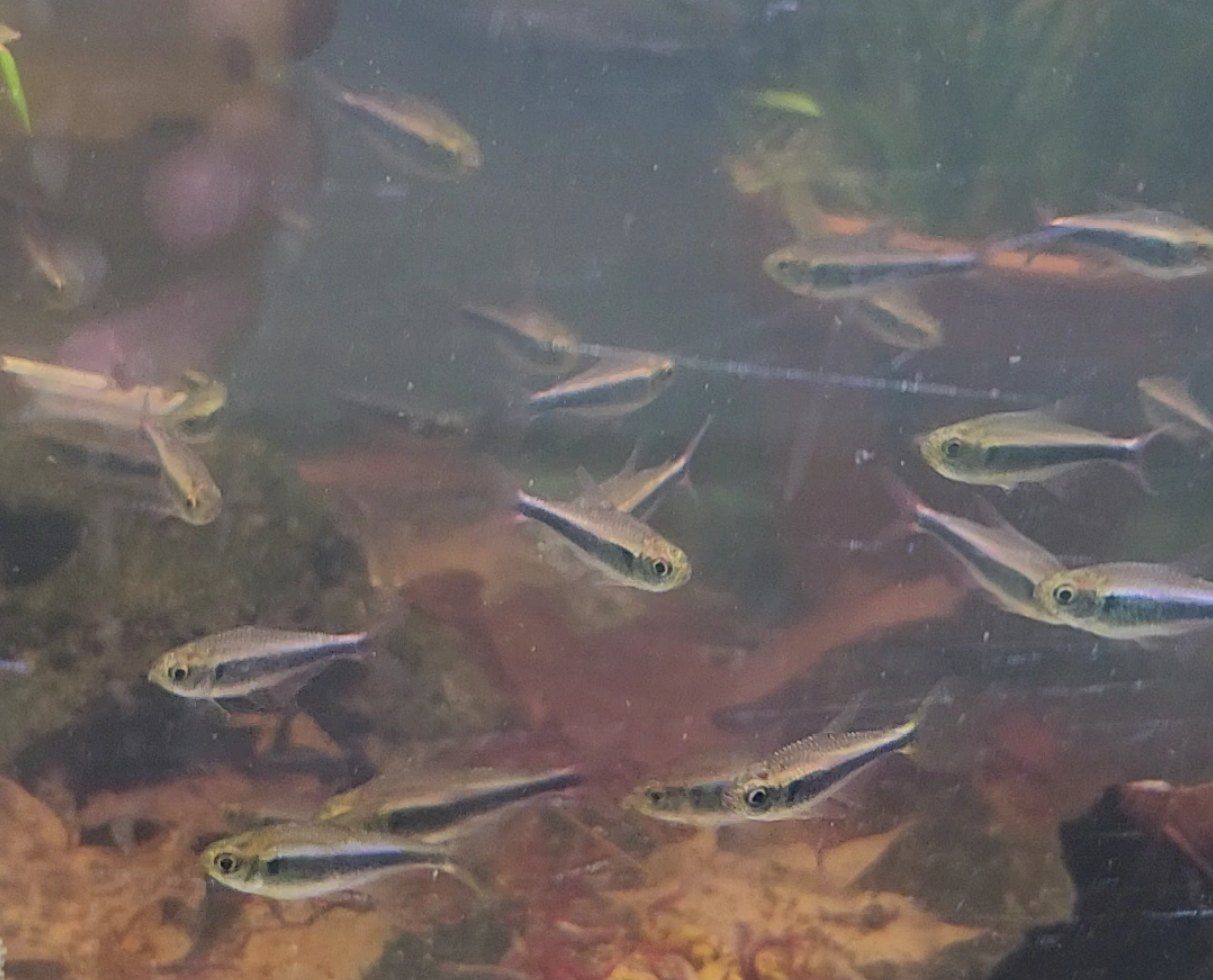 Bleeding Blue Tetra