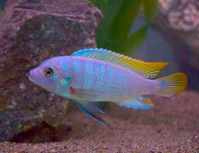 Ice Blue Zebra Mbuna