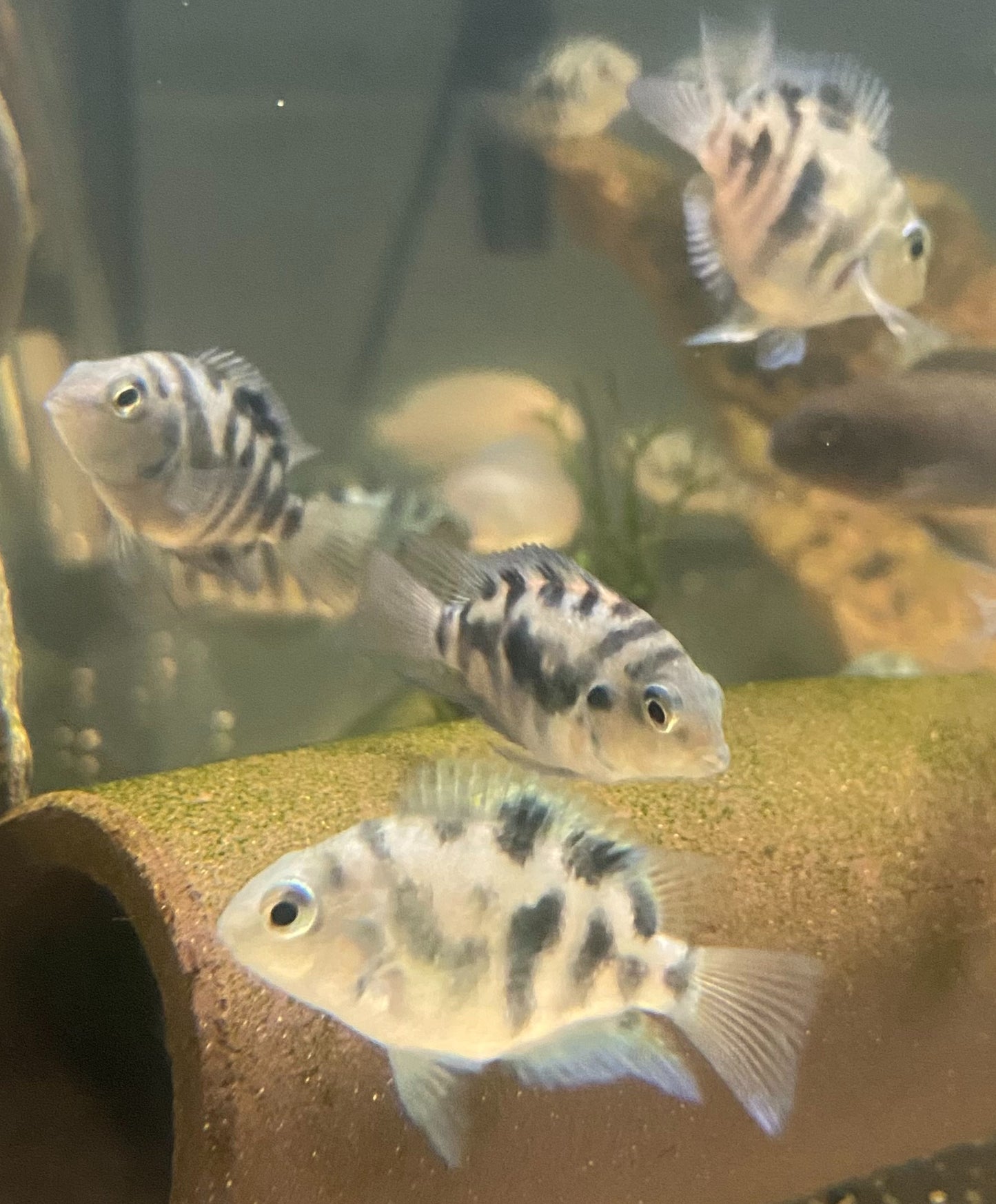 Polar Blue Parrot Cichlid