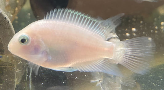 Platinum Parrot Cichlid